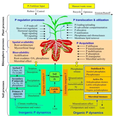 Gambar 7. Dinamika P dalam sistem tanah-tanaman (rizosfir) (Sumber: