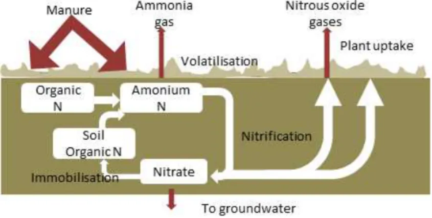 Gambar 4. Siklus N sumber kotoran hewan (sumber: DEFRA 2011) Kehilangan N dari sistem tanah-tanaman dipengaruhi oleh model pengelolaan lahan, sumber N, dan kondisi lingkungan