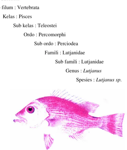 Gambar 4  Ikan kakap merah (Lutjanus sp.). 