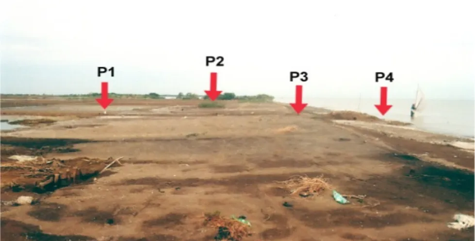 Gambar 9A2. Patok titik lokasi B pada bulan Nopember 2008, ke arah darat. P1 menunjuk patok yang terletak pada batas endapan pasir dan tambak garam