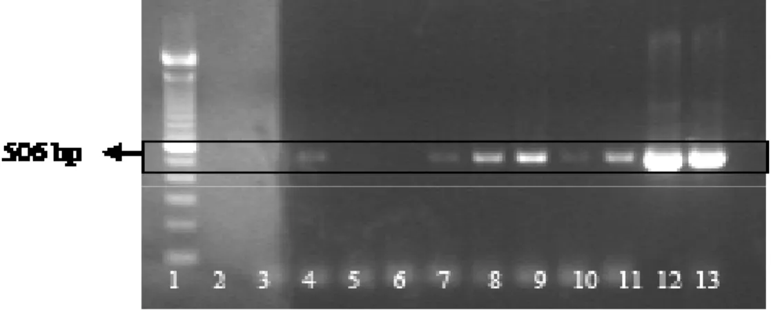 Gambar 1 Hasil visualisasi PCR gen, env gp70 SRV-2, dari sampel beberapa jaringan asal M