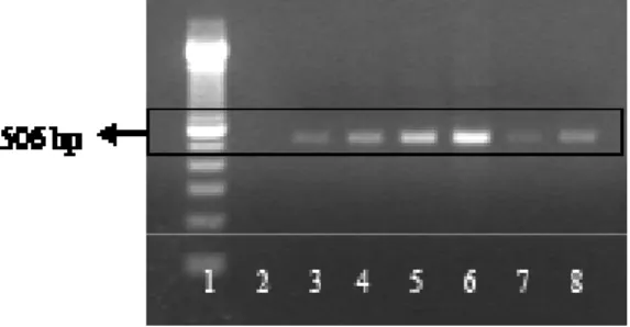 Gambar 2 Hasil purifikasi fragmen gen, env gp70 SRV-2. Marker 100 bp ladder (1), ginjal (3), paru-paru     (3), yeyunum (4), kelenjar getah bening (5), limpa (6), jantung (7), PBMCs (8)