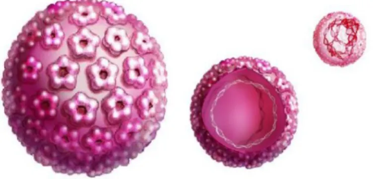 Gambar 1. Human Papilloma Virus 