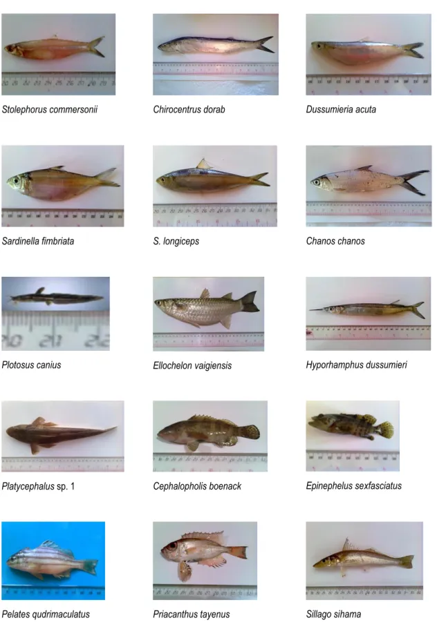 Gambar 2.  Jenis-jenis ikan yang tertangkap di perairan Teluk Kendari