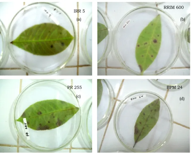 Gambar 4. Bercak infeksi Corynespora pada daun  Figure    4. Phatogenicity spot of Corynespora on leaves 