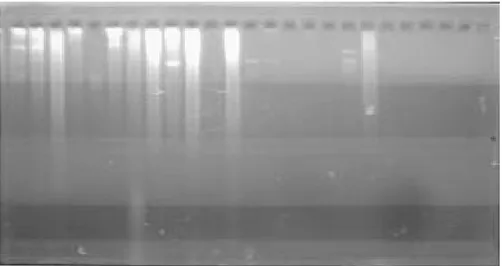 Gambar  1. Running  gel elektroforesis hasil amplifikasi DNA C.  cassiicola  dari tujuh isolat  yang berbeda menggunakan primer UBC 828, UBC 835, dan UBC 840