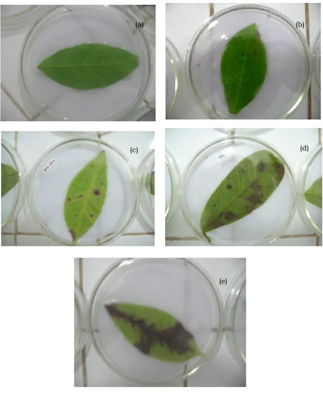 Gambar 3. Skala bercak daun pada uji kelayuan daun Figure    3. Scale of  leaf spot in  withered  leaf  testSkala (score) 0 (a); 1 (b); 2 (c); 3 (d); 4 (e)