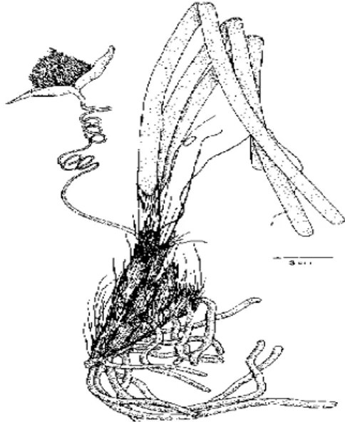 Gambar 1. Enhalus acoroides (Den Hartog, 1970)  