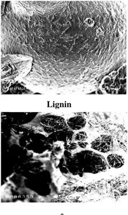 Gambar 4. Topografi permukaan arang lignin  Figure 4. Surface topographe of lignin charcoal 