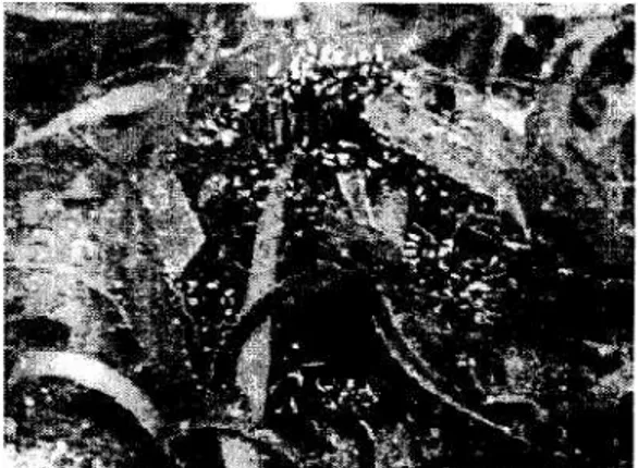 Gambar 1. Padang lamun sebagai  habitat biota. 