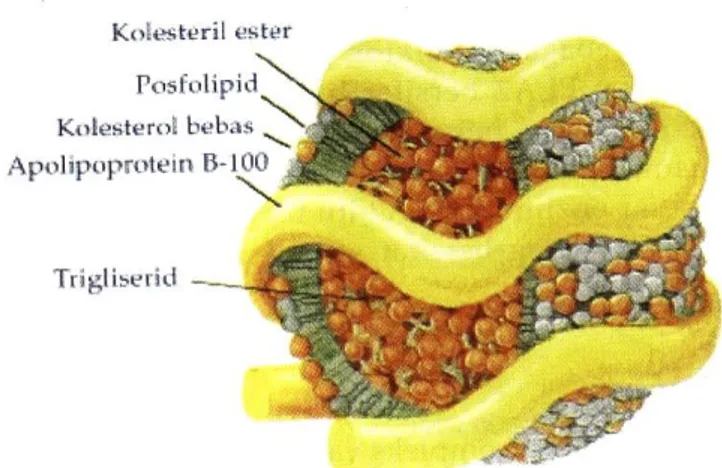 Gambar 2 . Struktur Lipoprotein 