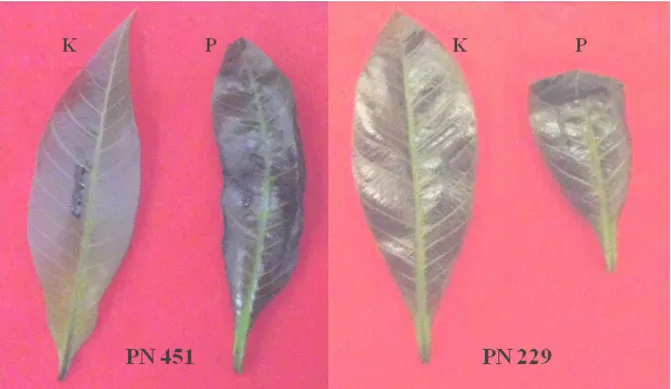 Figure 3. Difference of the toxin effect to susceptible (PN 229) and resistant (PN 451) genotypes.