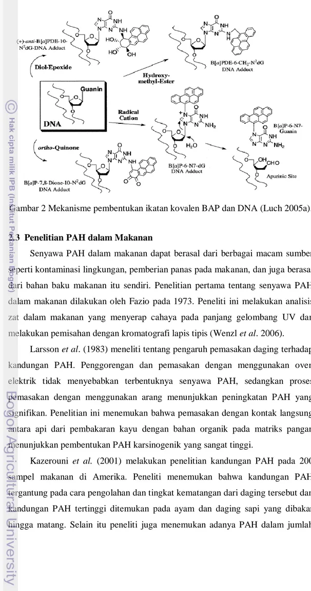 Gambar 2 Mekanisme pembentukan ikatan kovalen BAP dan DNA (Luch 2005a). 