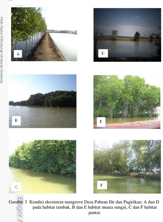 Gambar 3  Kondisi ekosistem mangrove Desa Pabean Ilir dan Pagirikan; A dan D  pada habitat tambak, B dan E habitat muara sungai, C dan F habitat 