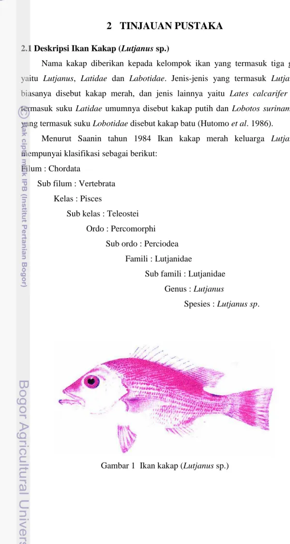 Gambar 1  Ikan kakap (Lutjanus sp.) 