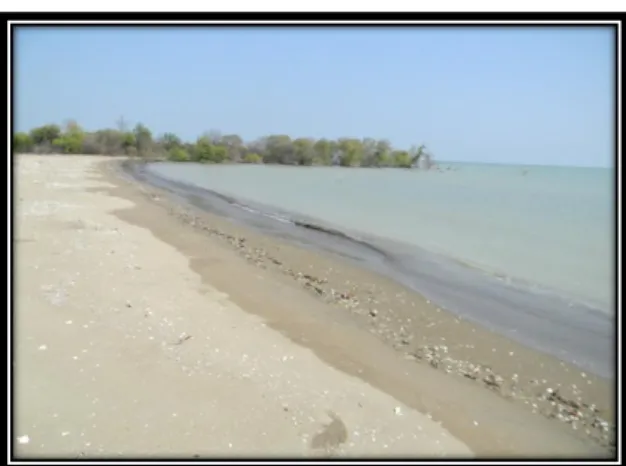 Gambar 4. Pasir Panjang di Sekitar Delta Wulan, materi penyusunnya pasir  Tipologi  pesisir  Demak  ini 