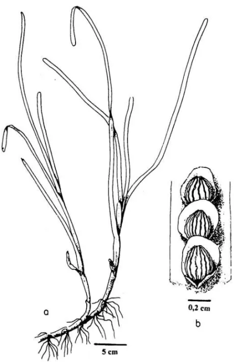 Gambar 1.    a. Bentuk vegetatif Zostera matina        b. Biji yang sudah tua 