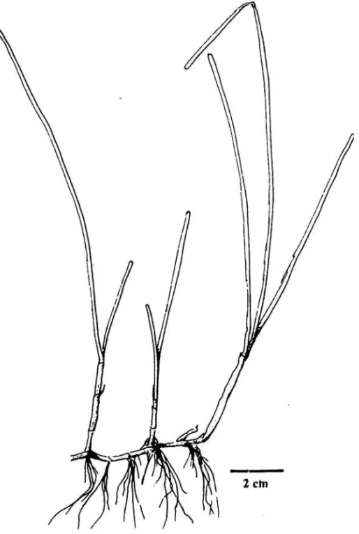 Gambar 2. Bentuk vegetatif Halodul wrightii 