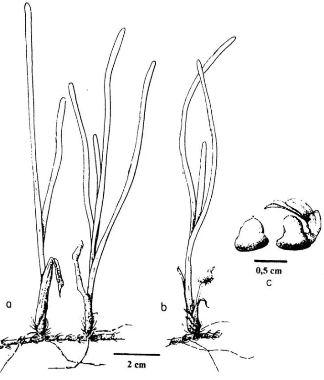 Gambar 3.   a.  Bentuk vegetatif Thalassia testudinum  b.  Bentuk reproduktif dengan buah yang tua  c