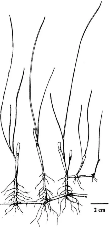 Gambar 4. Bentuk vegetatif Syringodium filiforme 