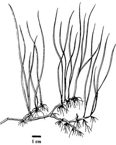 Gambar 5. Bentuk vegetatif Ruppia maritima 