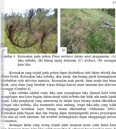 Gambar 4 Kerusakan pada pohon Pinus merkusii dalam areal pengamatan: (A)