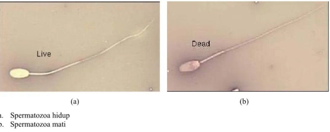 Gambar 1. Pewarnaan spermatozoa menggunakan pewarna eosin nigrosin 