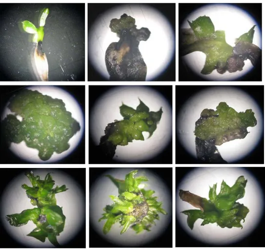 Gambar 2.  Penampakan mikroskopis kultur daun P. sumatrana pada berbagai perlakuan   Pembentukan PLBs pada kultur daun P