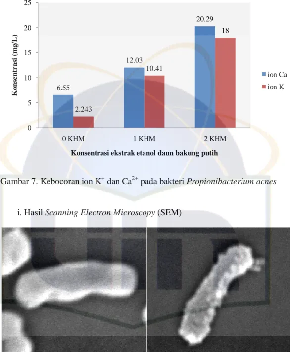 Gambar 7. Kebocoran ion K +  dan Ca 2+  pada bakteri Propionibacterium acnes 