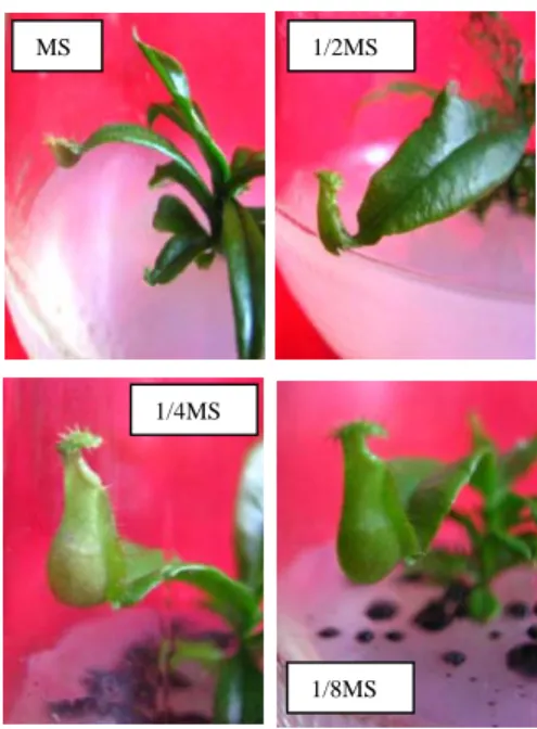 Gambar 2.  Histogram rata-rata pertambahan  jumlah daun N. rafflesiana pada berbagai  konsentrasi media MS