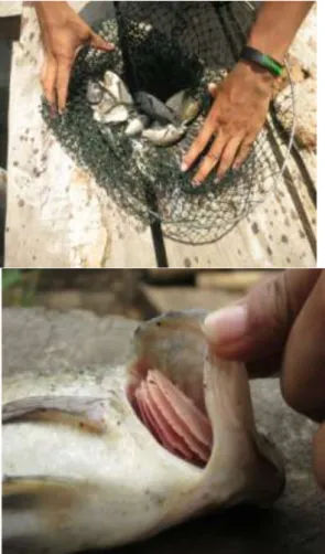 Gambar 02. Pengumpulan Ikan Mati Pada  Area Budidaya Dan Ikan Busuk   Insang 