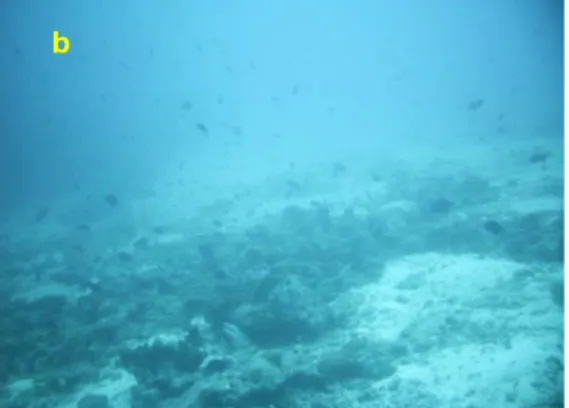 Gambar 5. (a). Komunitas karang lunak  Sinularia di kedalaman 8  meter,  (b). karang  mati di  kedalaman 20 meter di Sea Graden 2 berada di Pulau Rubiah