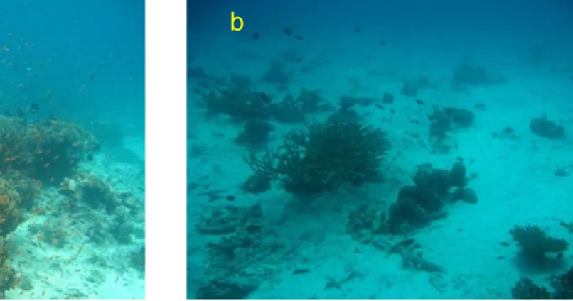 Gambar 7. Kondisi terumbu karang di Loh Weng (a) di kedalaman 8 meter dan (b) 20 m. 