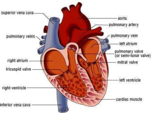 Gambar 2.2  Anatomi jantung (Arsana, 2013) 