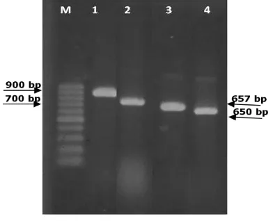 Gambar 5.1 Hasil amplifikasi gen CP dengan metode PCR. M=Marker DNA 100 bp (BioRad); (1)=ChiVMV;(2)= PepYLCV, (3)= CMV dan 