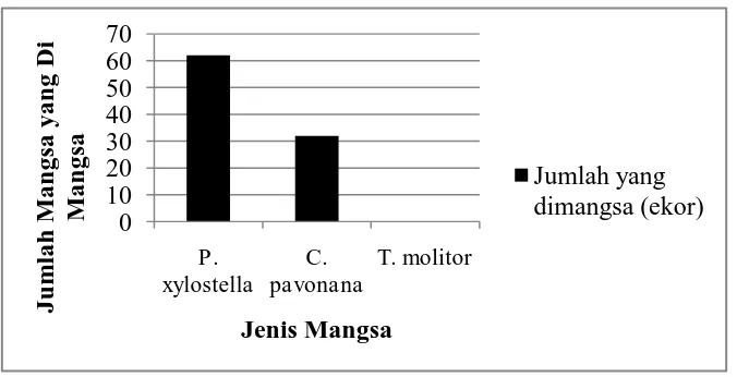 Gambar 4.3 Preferensi  Sicanus Sp. dengan pilihan terhadap larva P. xylostella, C. pavonana  dan T