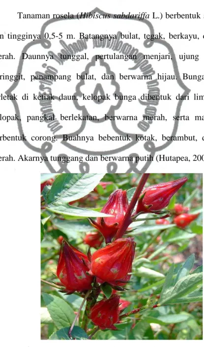 Gambar  2.  Tanaman  Rosela  (Hibiscus  sabdariffa  L.)  (Yan  and  Wong,  2009) 