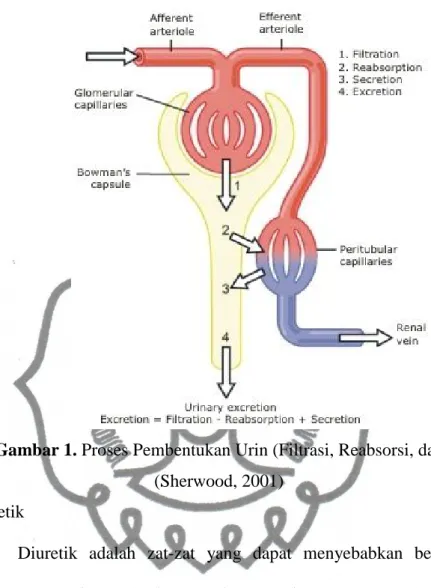 Gambar 1. Proses Pembentukan Urin (Filtrasi, Reabsorsi, dan Sekresi)  (Sherwood, 2001) 