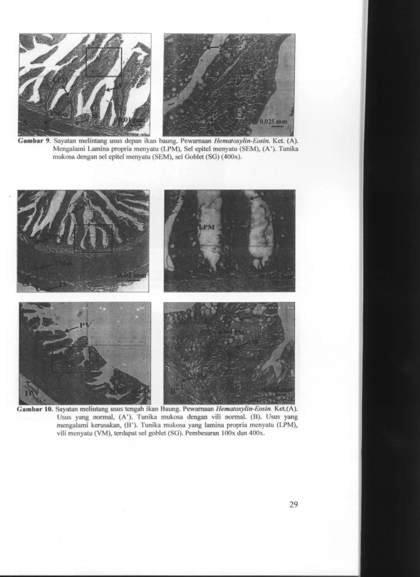 Gambar 9. Sayatan melintang usus depan ikan baung. Pewamaan Hematoxylin-/Jisin. Kot. (A)