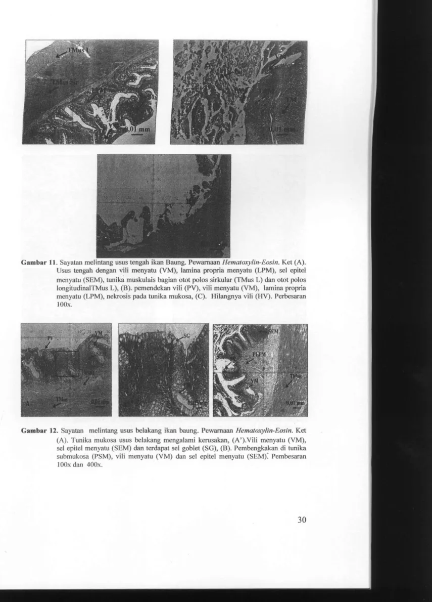 Gambar 11. Sayatan melintang usus tengah ikan Baung. Pewamaan Hematoxylin-Eosin. Ket (A)