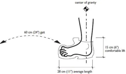 Gambar 3.17. Dimensi anak tangga yang mempertimbangkan kenyamanan  bentuk panjang dan langkah kaki 