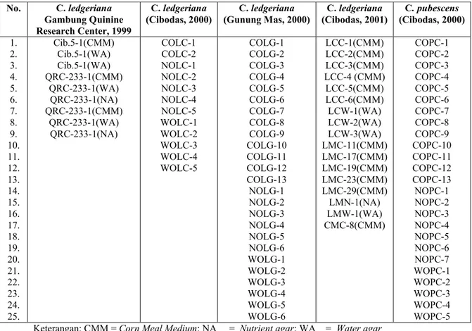 Tabel 1. Isolat-isolat yang telah dimurnikan (belum diidentifikasi) No. C. ledgeriana Gambung Quinine  Research Center, 1999 C