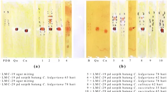Gambar 3. (a) LMC-19 dan LMC-29 media PDB,  (b) LMC-19 dan LMC-29 dalam B Hasil  uji  kualitatif  KLT  produksi  kapang  yang 