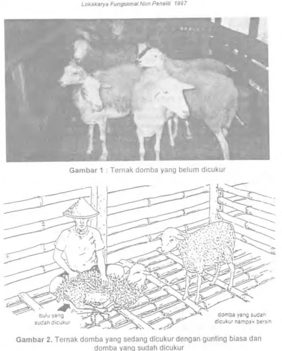 Gambar I : Ternak domba yang belum dicukur