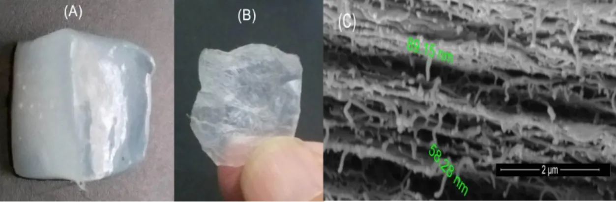 Gambar 2. Membran nanoselulosa dari nata de coco pada kondisii basah (A) dan pada kondisi kering  (B) serta pengamatan film dengan SEM (C)