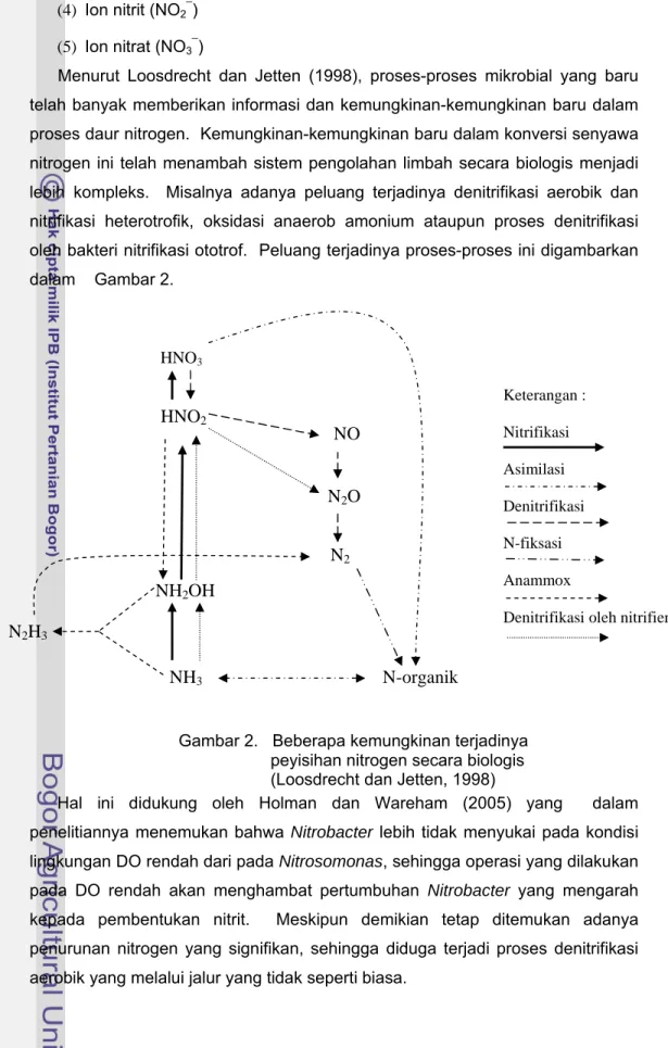 Gambar 2.   Beberapa kemungkinan terjadinya  peyisihan nitrogen secara biologis   (Loosdrecht dan Jetten, 1998) 