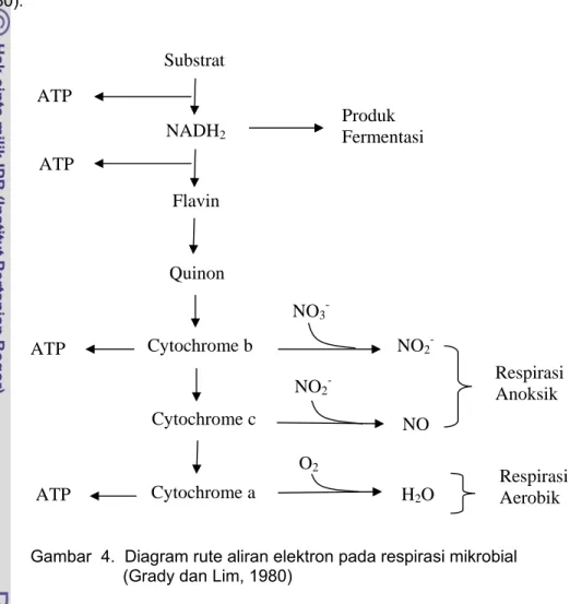 Gambar  4.  Diagram rute aliran elektron pada respirasi mikrobial           (Grady dan Lim, 1980) 