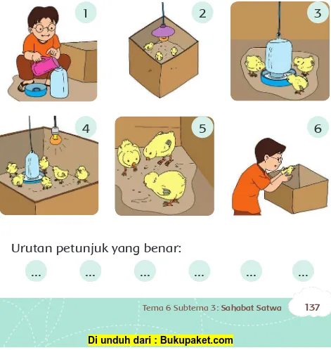 gambar petunjuk tentang perawatan anak ayam  