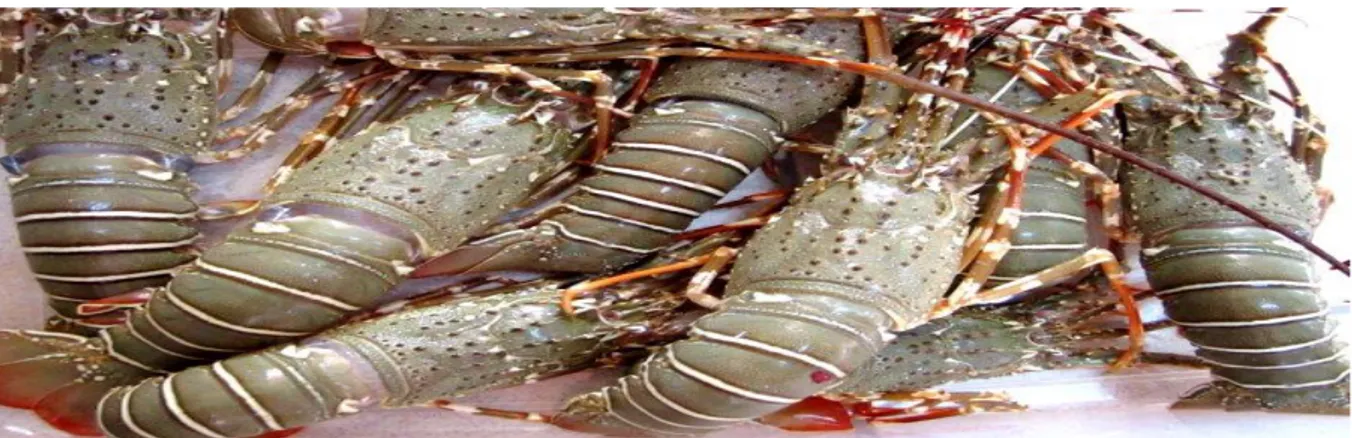 Gambar 1 : Contoh Lobster dari Indonesia 