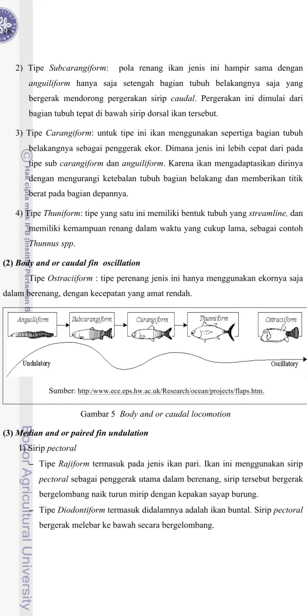 Gambar 5  Body and or caudal locomotion  (3) Median and or paired fin undulation 